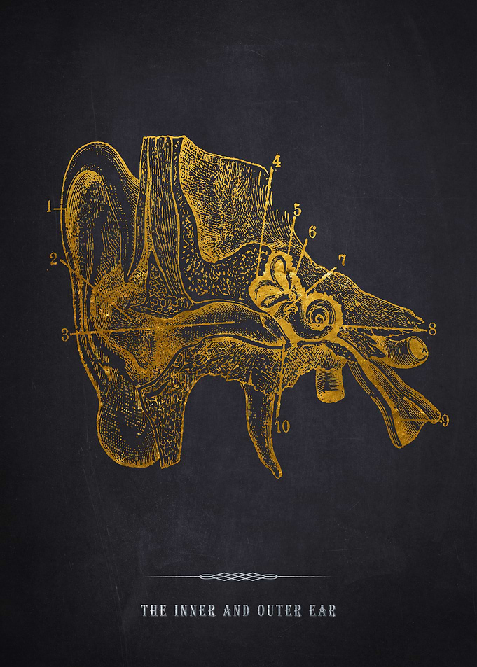 Inner and Outer Ear