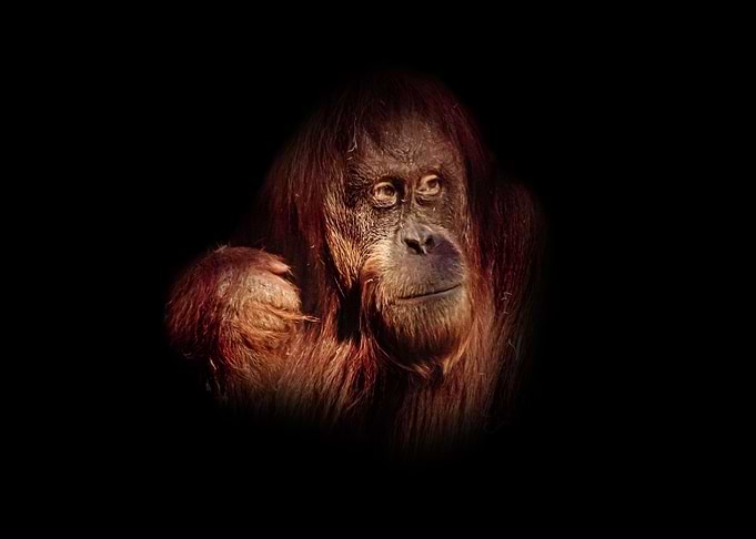 Orangutan