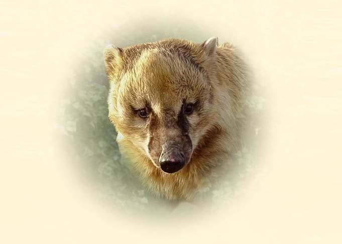 Coati