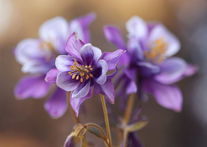 Spring flowers