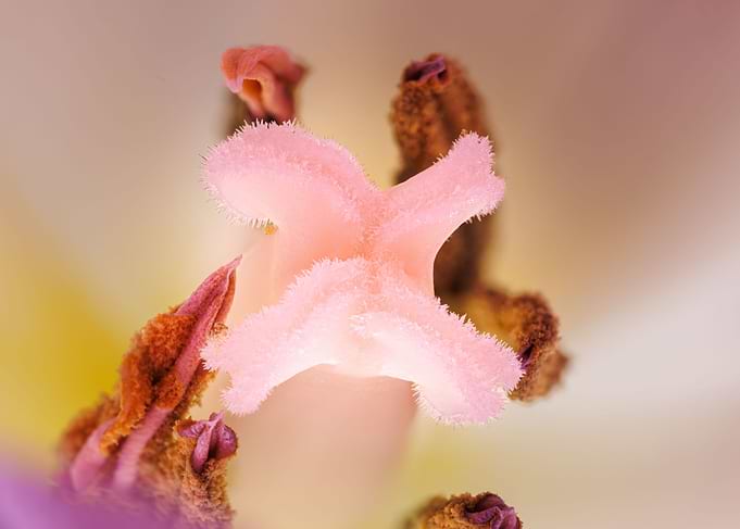 Inside a purple tulip