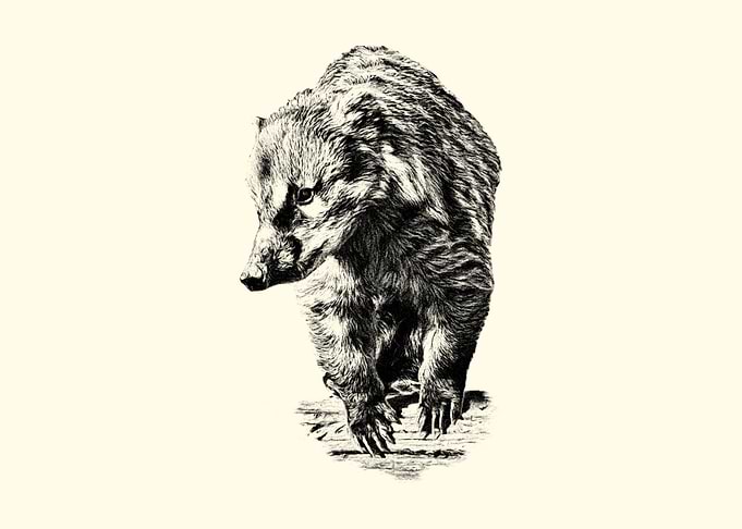 Coati