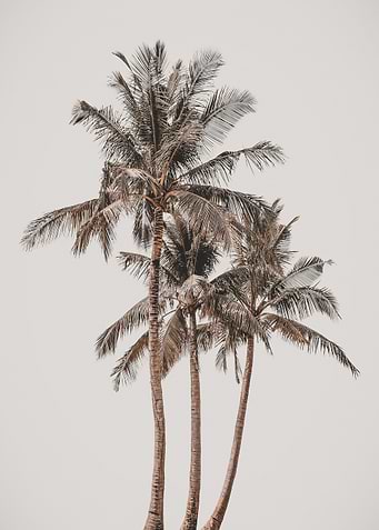 Palm Oasis