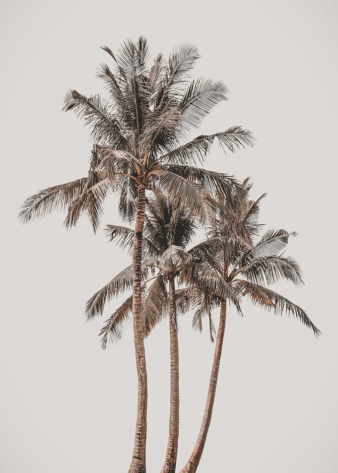 Palm Oasis