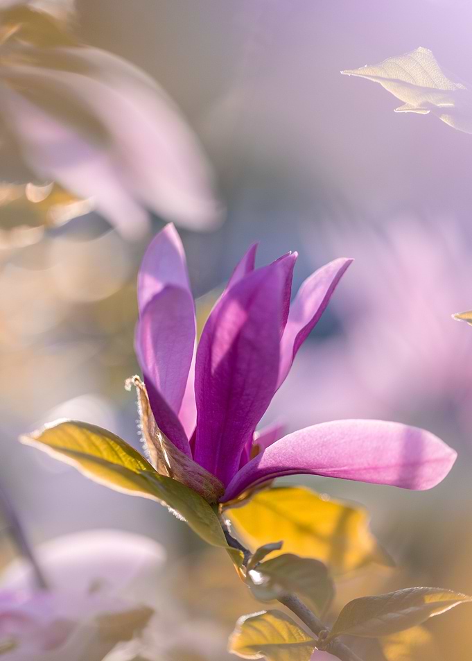 Pink magnolia flowers