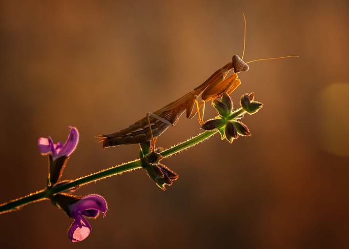 summer mantis