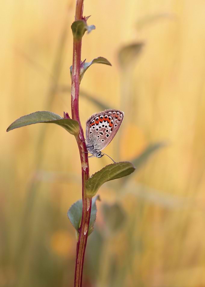 Summer butterfly
