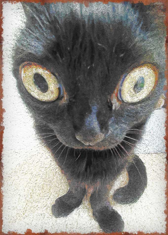 cat meme
