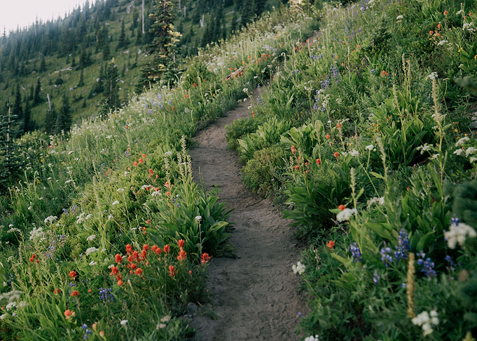 Wildflower Hike