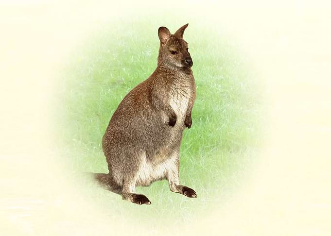 Kangaroo