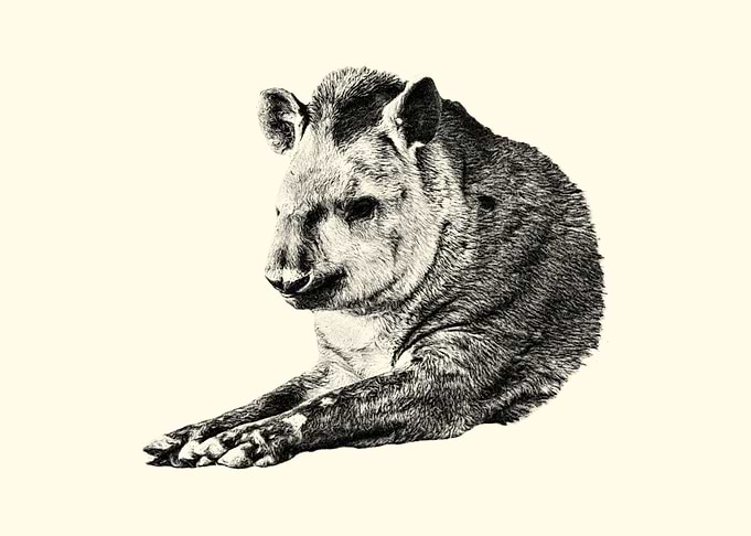 Tapir