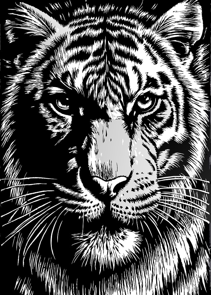 Face of a Tiger Animal