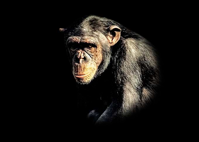 Chimpanzee