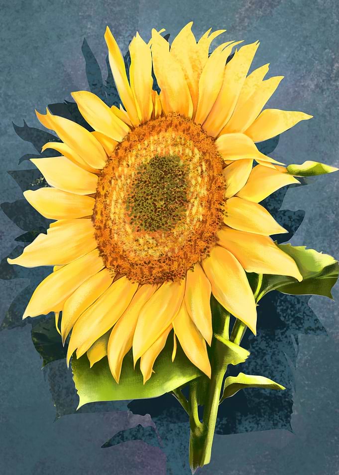 sunflower