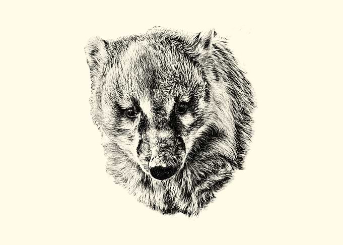 Coati