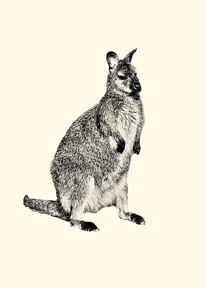 Kangaroo