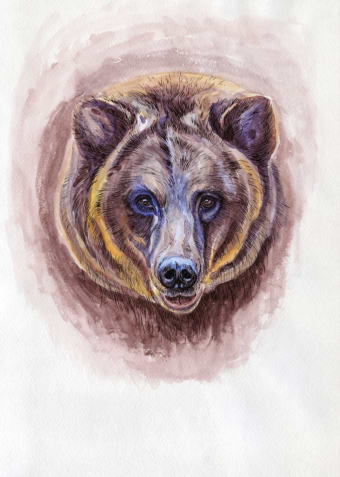 Bear portrait