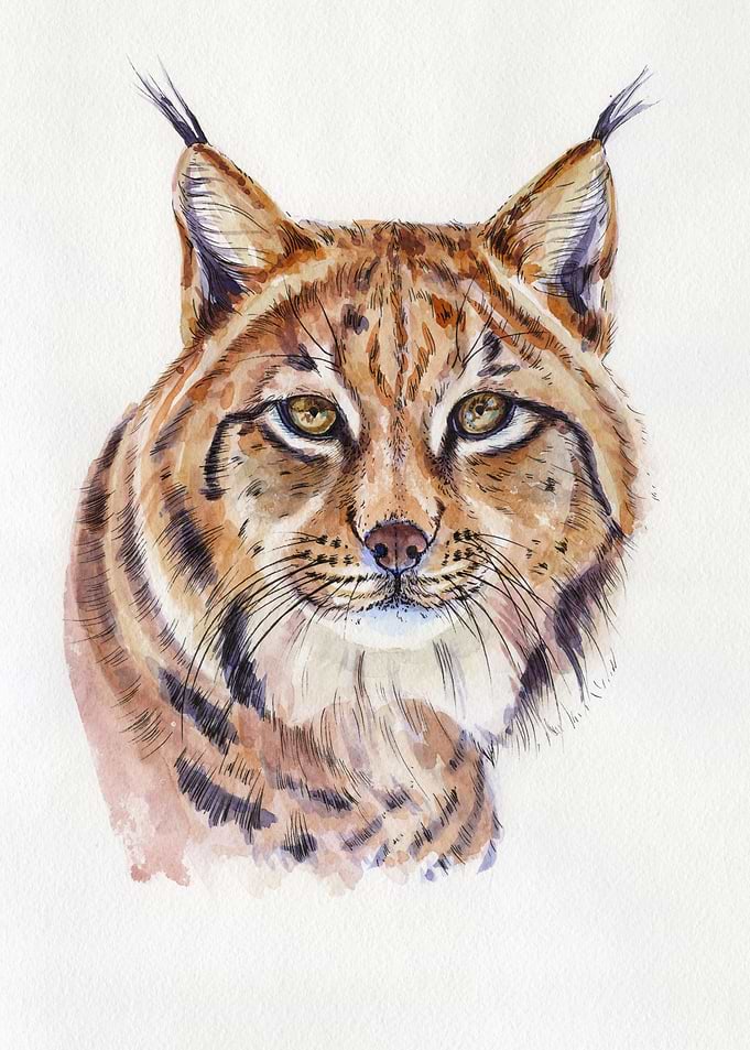 Lynx portrait