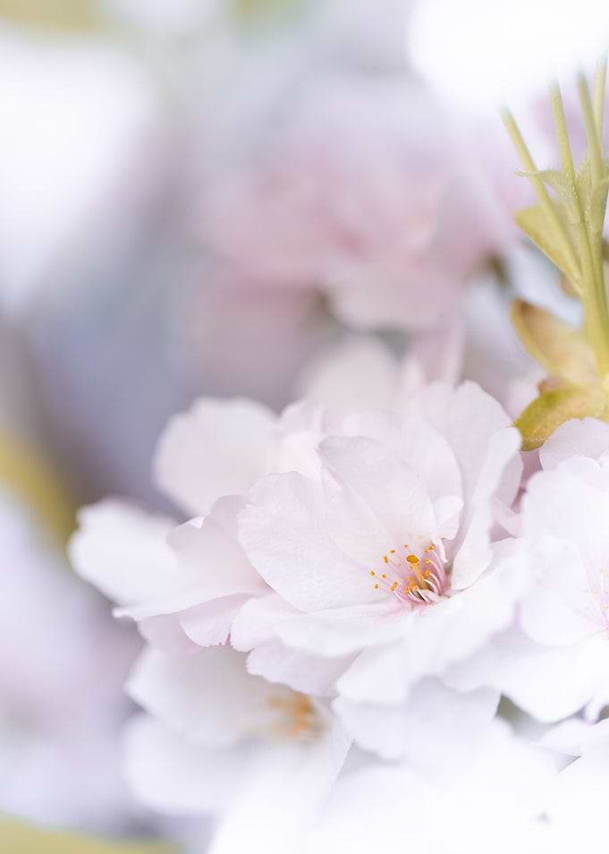 Pink cherry blossom flower