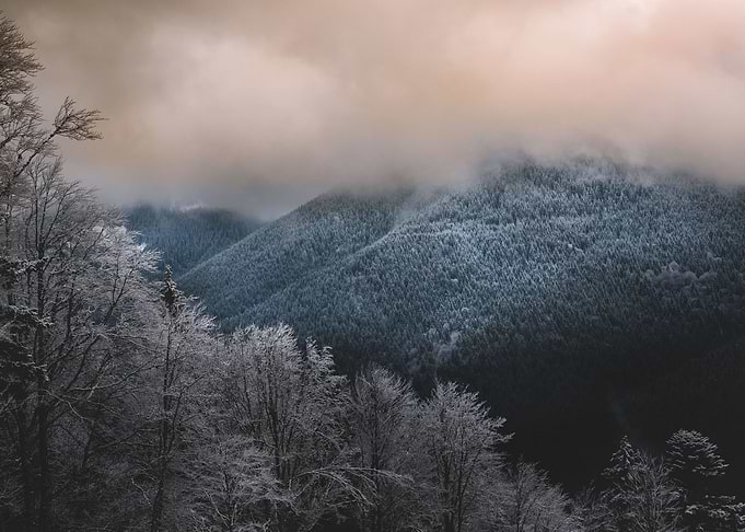 Foggy forest in Moldova