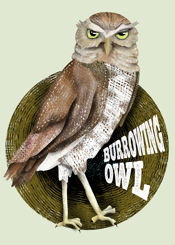 Burrowing Owl
