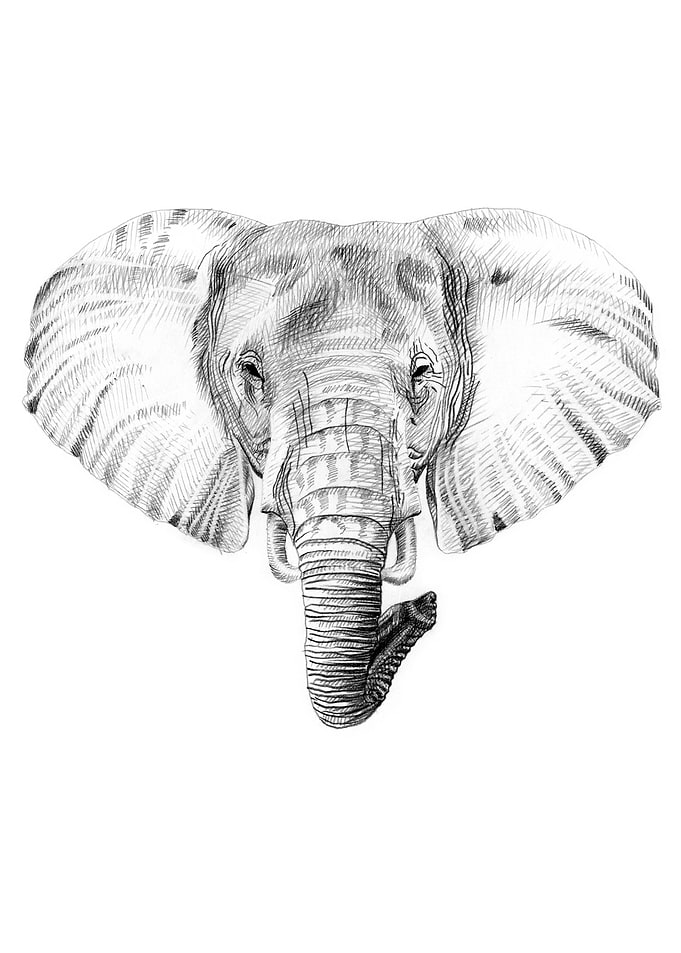 Elephant portrait