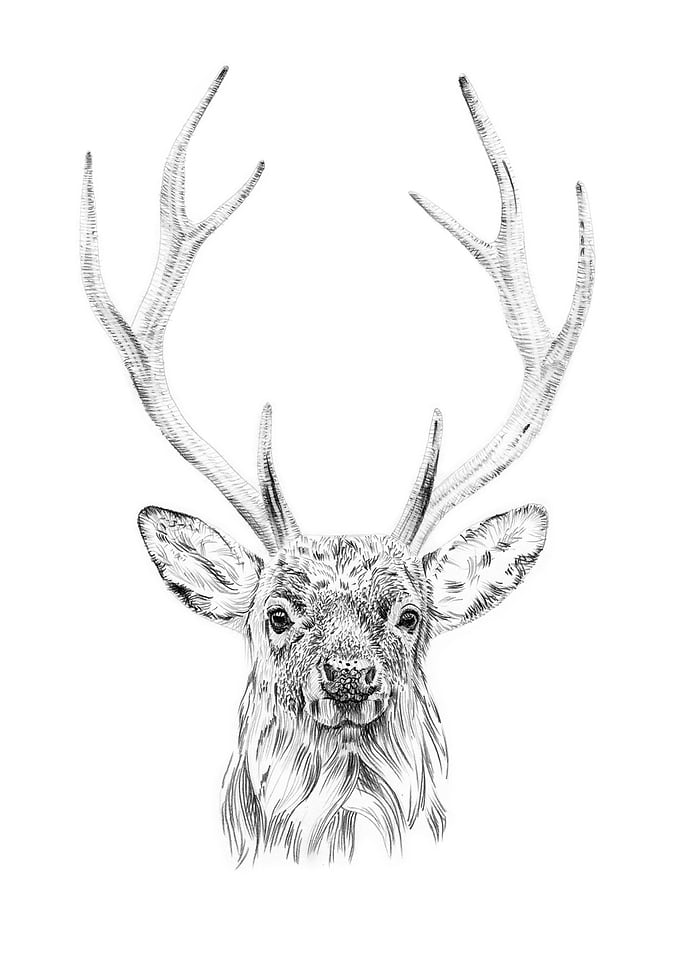 Deer portrait