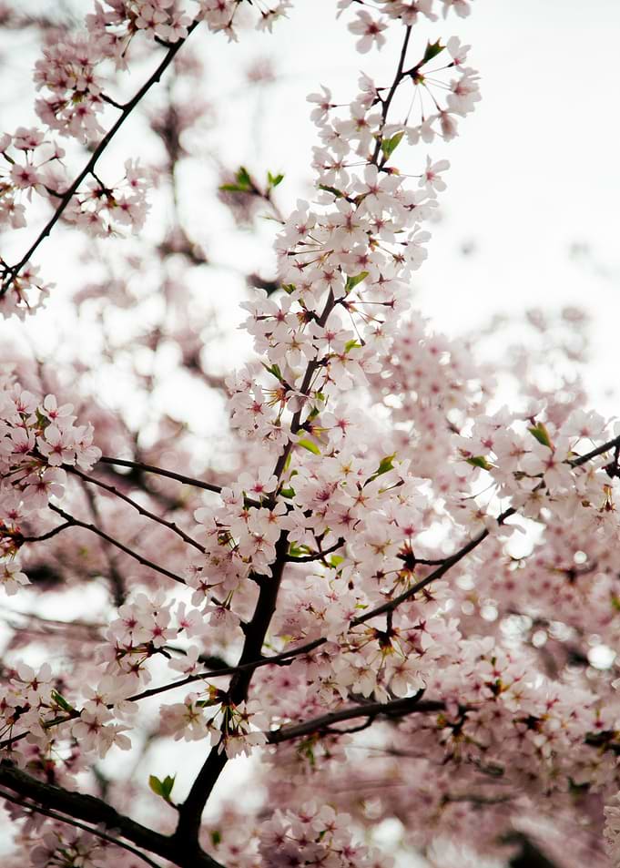 Cherry Blossoms
