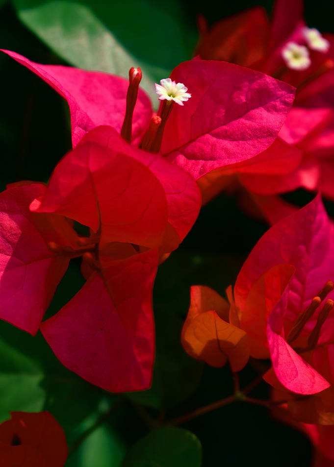 Red floral photography