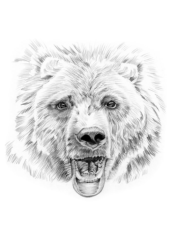 Bear portrait
