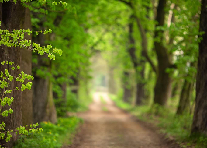 Spring alley