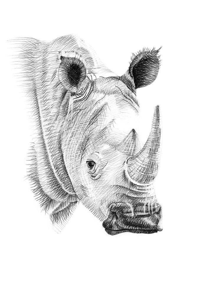 Rhino portrait