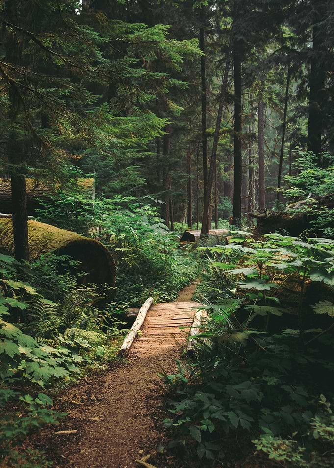 A Walk in the Woods