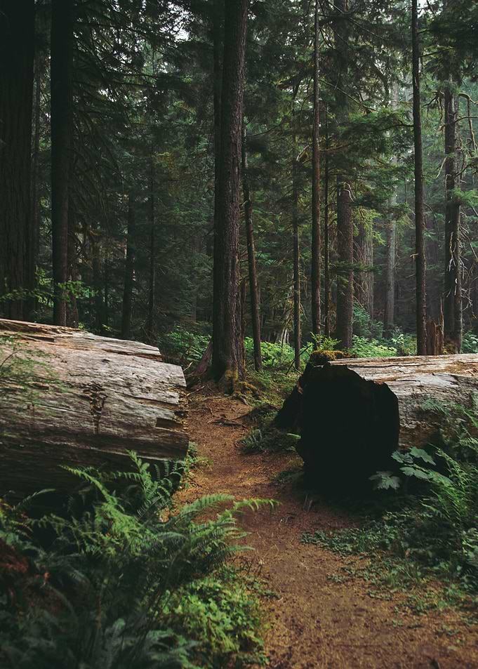 A Walk in the Woods