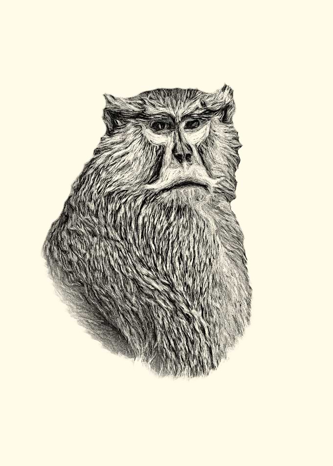 Patas monkey