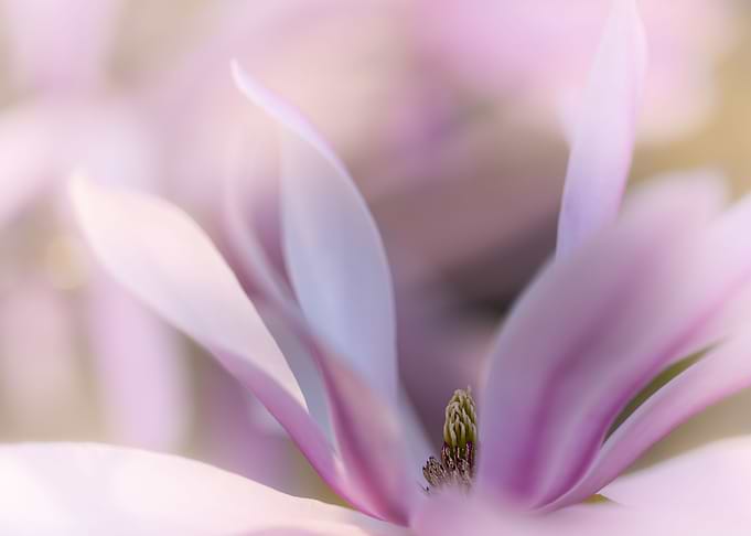 Soft pink magnolia flowers