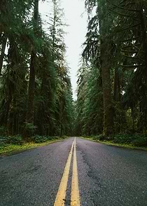 PNW Rainforest Drive