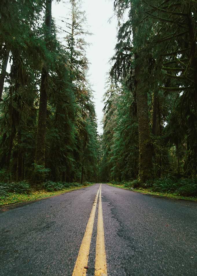 PNW Rainforest Drive