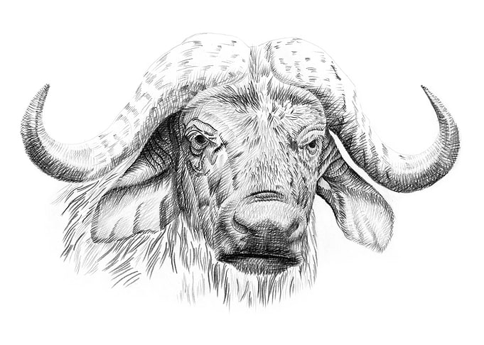 Buffalo portrait