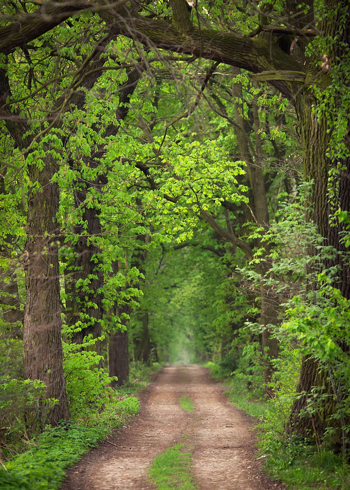 Spring alley