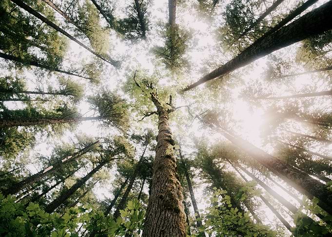 Looking Up
