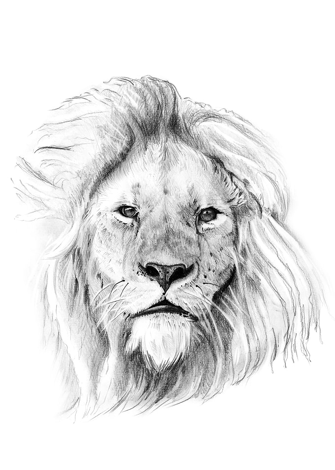 Lion portrait