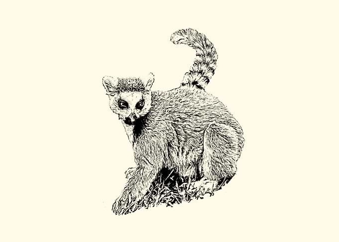 Lemur