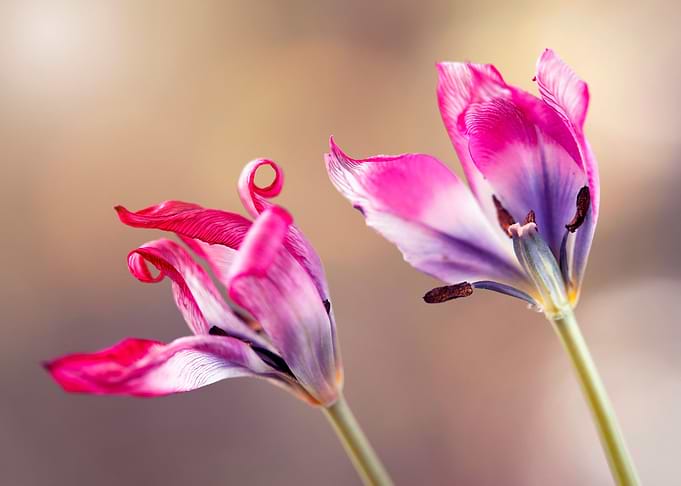 Botanical Tulips