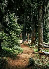 Forest Hiking Trail