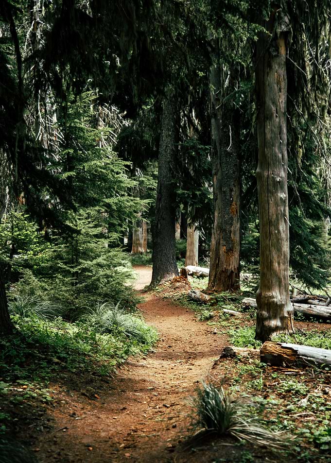 Forest Hiking Trail