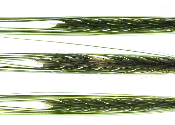 Back lit wheat stalks