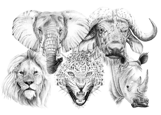Big five Africa