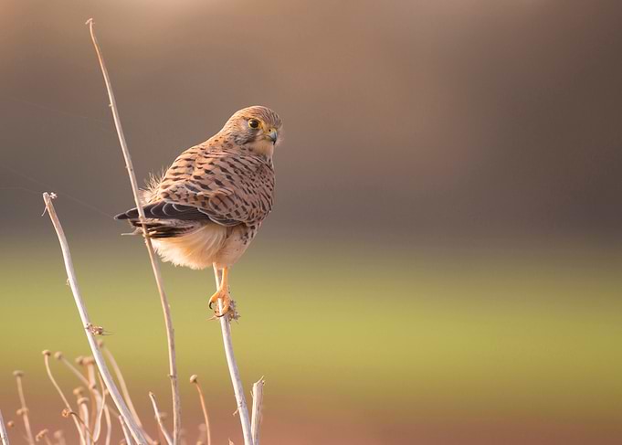 Common kestrel