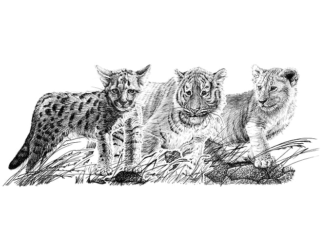Three wildcat baby